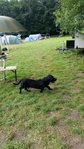 Nordi. ein Labrador-Dackel