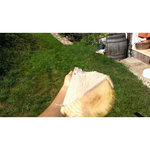 Stamm mit drehwuchs 1