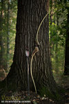 IMG_6544_forum.jpg