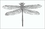 Zeichnung Libelle