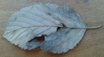 Blatt Unterseite
