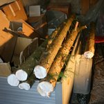 Eibenernte frisch geschlagen