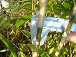 bamboo3.jpg