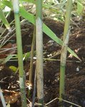bamboo4.jpg