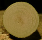 ^gelber Hartriegel