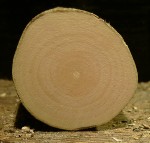 ^roter Hartriegel