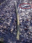 Der Stave nach der Ernte mit meiner Baumsäge:)