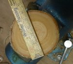 Sapling_13.jpg