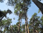 Der Wald vom Bad DÃ¼rkheimer Parcour