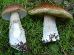 Steinpilz-Vergleich