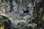BÃ¤r vor seiner HÃ¶hle