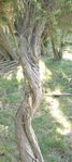 Wachholderwald2.jpg