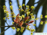 spitzahorn-bluete.jpg (252.28 KiB) 4790 mal betrachtet Spitzahorn Blüte