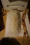 DSC08775.jpg