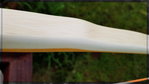 cambium.jpg