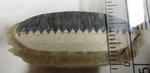 Sal, 19 cm