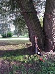 Ähm... Baum