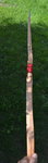 Hainbuche9.JPG
